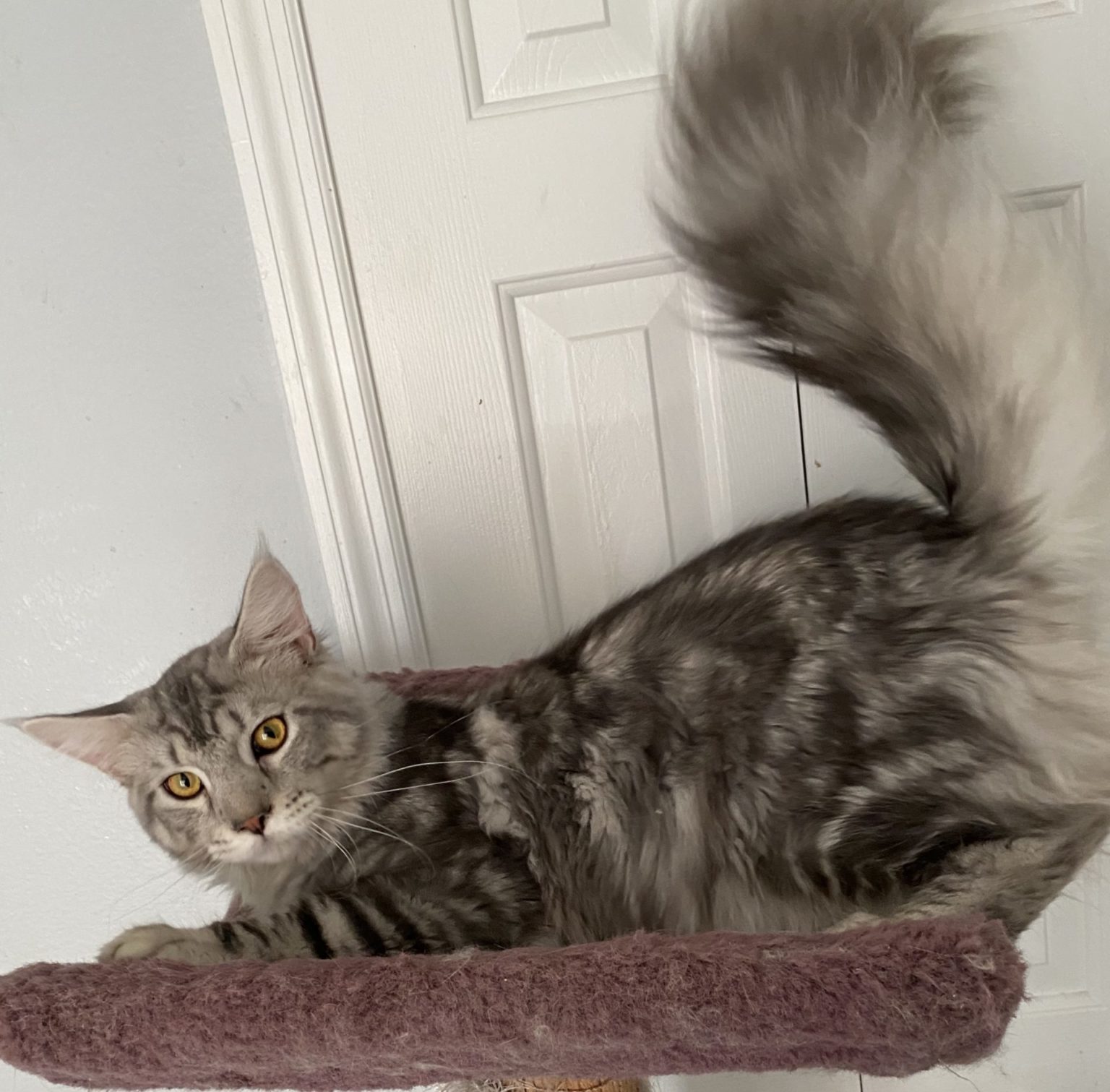 Maine Coon Breeders Florida Luv My Coons Cattery