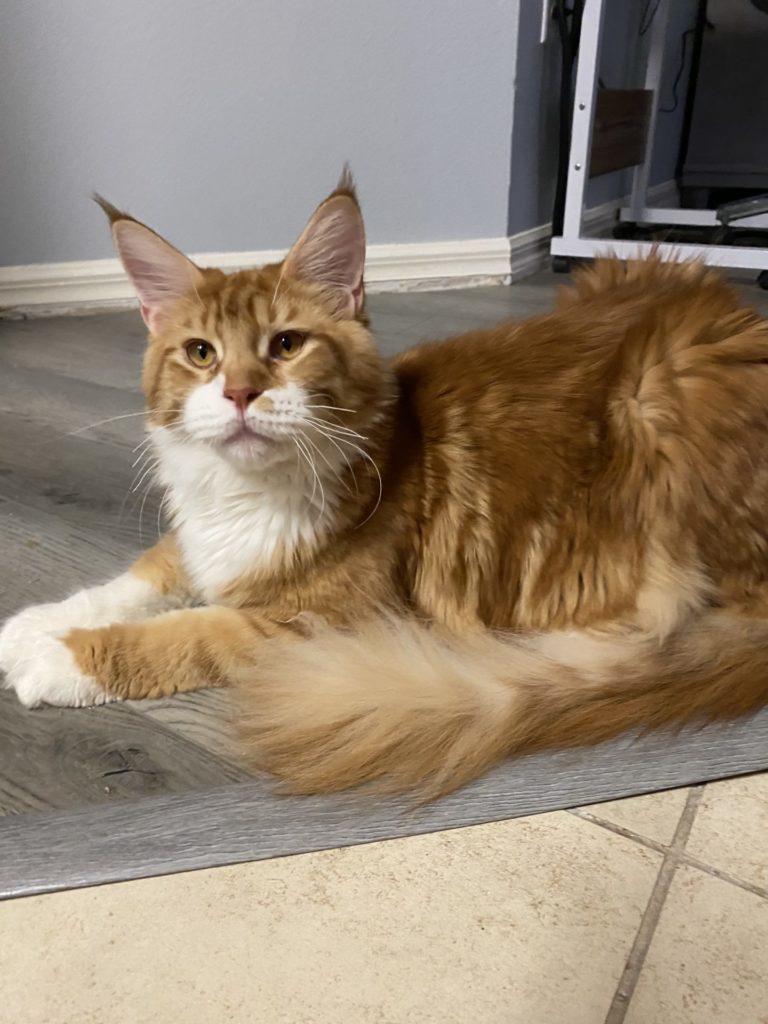 Maine Coon Breeders Florida Luv My Coons Cattery