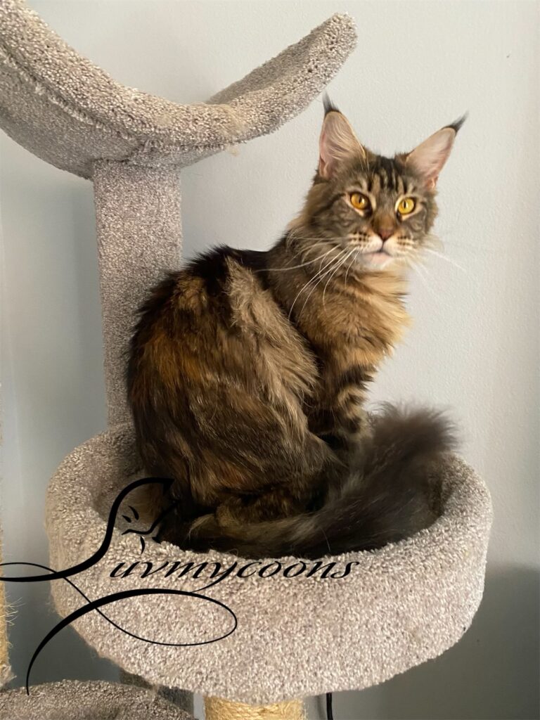 Maine Coon Breeders Florida Luv My Coons Cattery