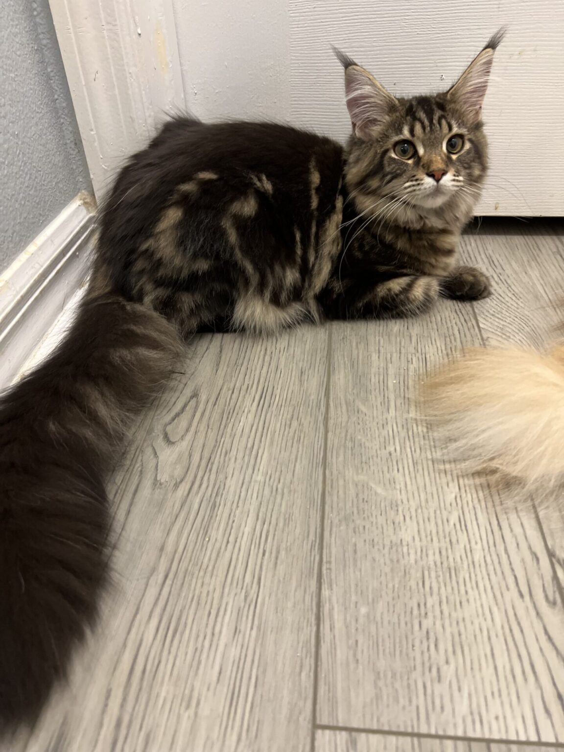 Maine Coon Breeders Florida | Luv My Coons Cattery